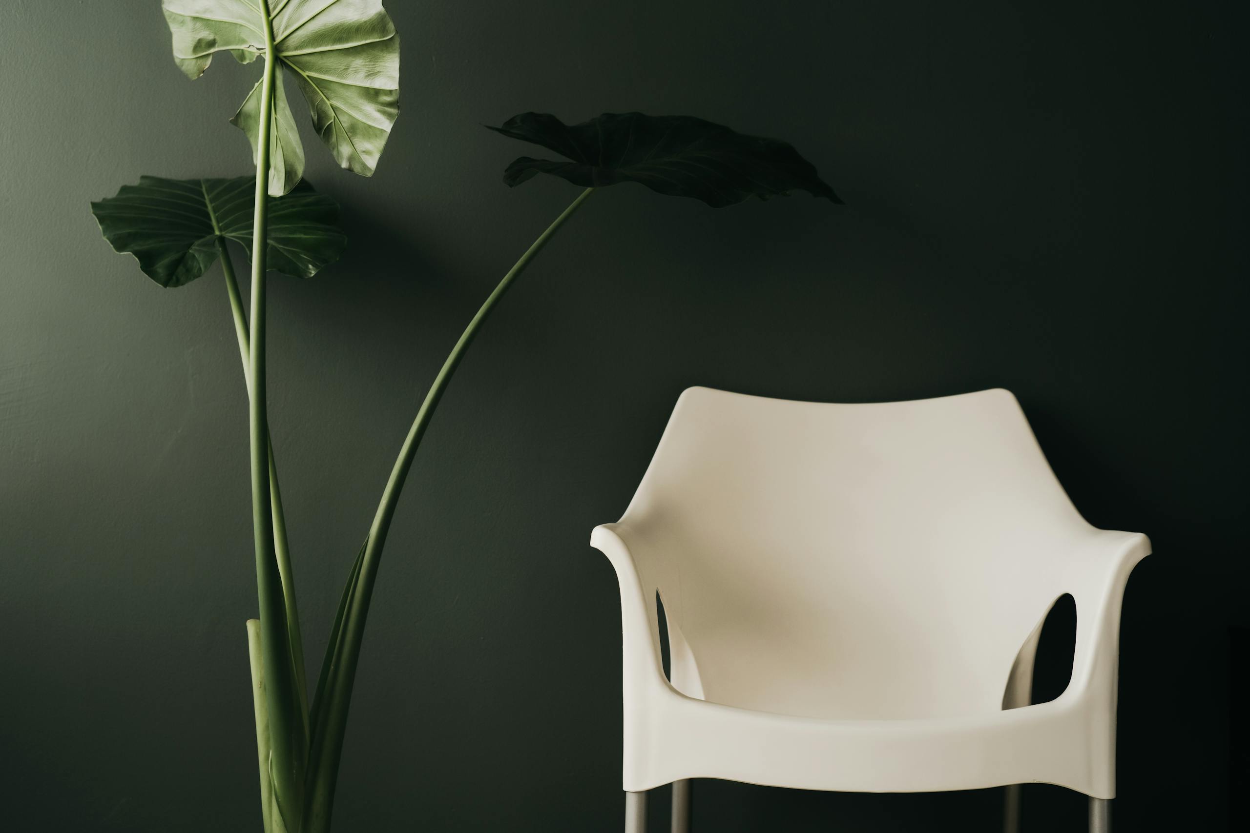 Elegant minimalist room featuring a white chair and large green indoor plant against a dark green wall.